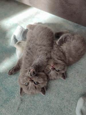 Katzenbabys 