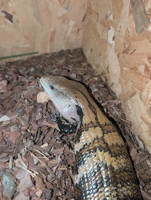 Blauzungenskink (weiblich)
