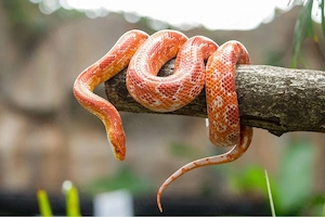 Kornnatter Lava Bloodred
