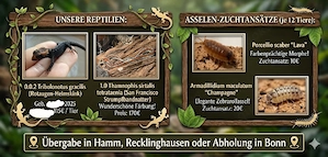 Verschiedene Reptilien und Asseln abzugeben! 