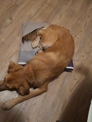 mischlingshund 