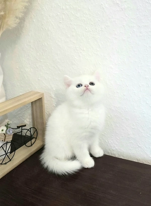 Bkh kitten mit blau grüne Augen 