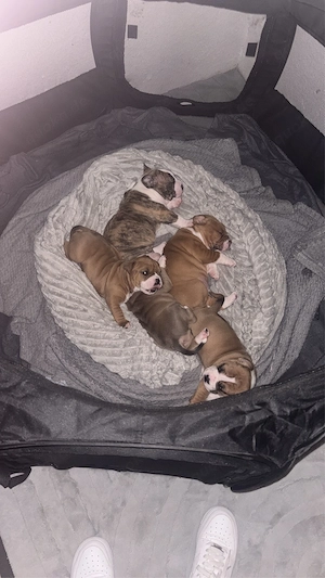 New Englisch Bulldog 