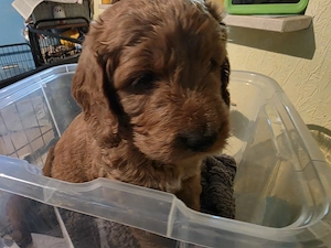 Labradoodle Kalle darf im Juni ausziehen