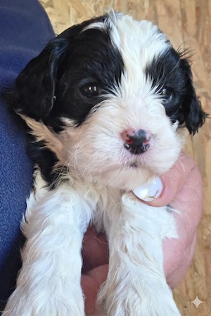 Cavapoowelpen  Bild 5