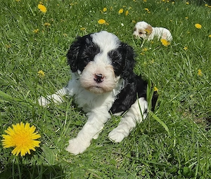 Cavapoowelpen  Bild 3