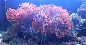 Entacmaea quadricolor Kupferanemone Anemone