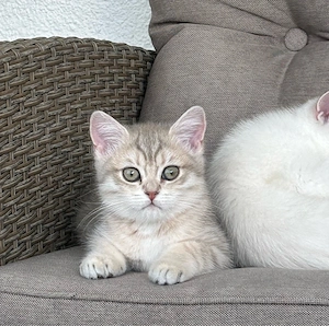 Reinrassige BKH Kitten mit Stammbaum abgabereit eine Mädchen und Junge frei noch.