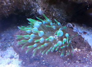 Anemone  Entacmaea quadricolor Grün 