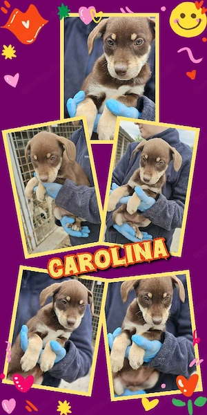 zuckersüßes Welpenmädchen "Carolina" sucht ein liebevolles Zuhause 