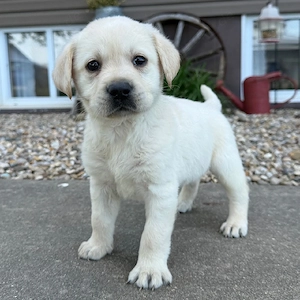 entzückende und niedliche Golden-Retriever-Welpen suchen ein liebevolles Zuhause.