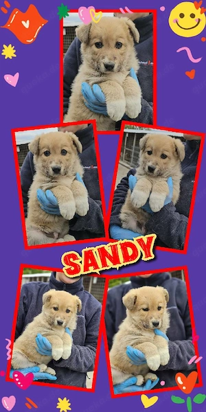 wunderschönes Welpenmädchen "Sandy" sucht ein liebevolles Zuhause
