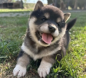 Shiba Inu Welpen