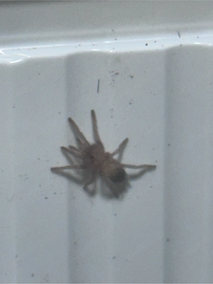 Tliltocatl Albopilosus Nicaragua