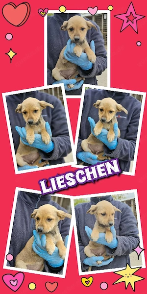 goldiges Welpenmädchen "Lieschen" sucht ein liebevolles Zuhause