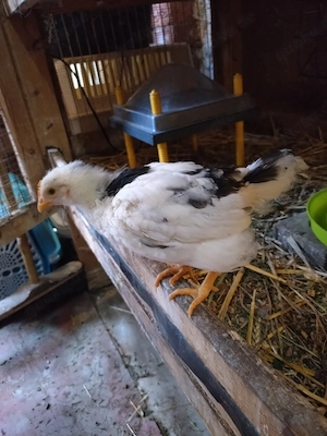 4 Küken der Rasse Pita Pinta abzugeben 