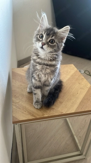 maine coon kitten