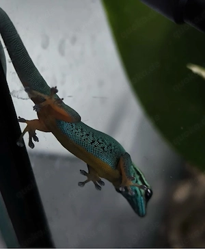 Lygodactylus Williamsi 1.0 | Himmelblauer Zwergtaggecko Männchen Bild 2