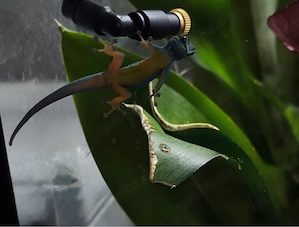 Lygodactylus Williamsi 1.0 | Himmelblauer Zwergtaggecko Männchen