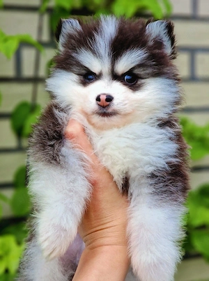 Pomsky F2 Micro & Toy Puppengesicht Bärchentyp Wollycoat 