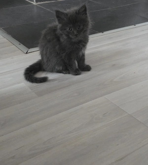 Maine Coon
