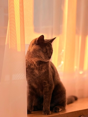 Katze zu verkaufen 