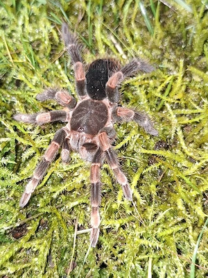 Vogelspinnen Xenesthis,  Abdomegaphobema, Grammostola 