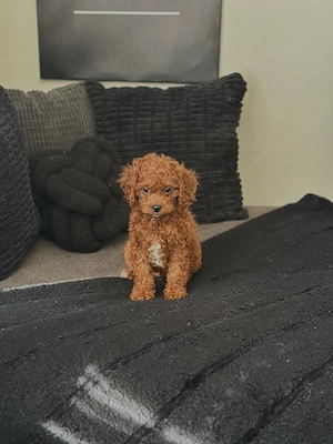 Bezaubernder Maltipoo-Welpe