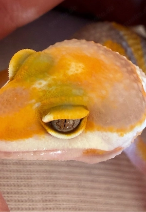 Leopardgecko (W)