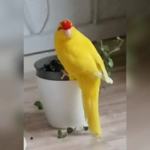 Ziegensittich Pärchen
