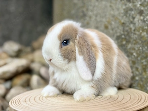 Junge bunte Zwergwidder Kaninchen Minilop Hasen 