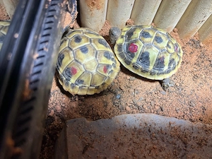Grichische Landschildkröten Bild 2