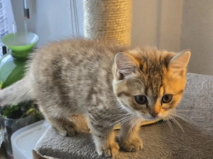 Baby kitter