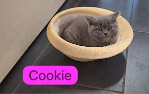    5 reinrassige BKH-Kitten suchen ihr Für-immer-Zuhause    Bild 2