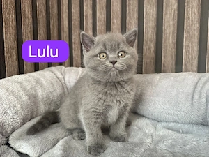    5 reinrassige BKH-Kitten suchen ihr Für-immer-Zuhause    Bild 4