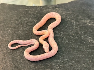 Kornnatter Nachzucht 1.0 Ultra Ultramel Dilute Lava Anery poss.het.Sunkissed Lavender (World First)