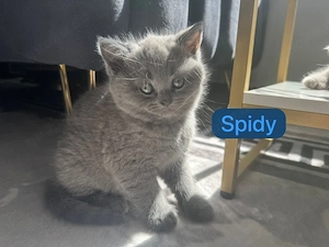    5 reinrassige BKH-Kitten suchen ihr Für-immer-Zuhause    Bild 3