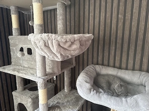    5 reinrassige BKH-Kitten suchen ihr Für-immer-Zuhause    Bild 5