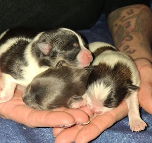 Einzigartige Pomeranian-PomChis 75%Poms 
