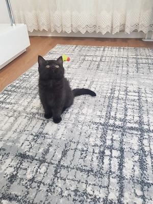 Wunderschönes Bkh-katze 