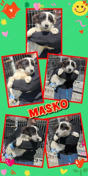 wunderschöner Welpenjunge "Masko" sucht ein liebevolles Zuhause 