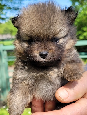 Zwergspitzwelpen  Pomeranianwelpen von der Soerheide  Bild 5