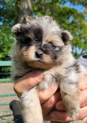 Zwergspitzwelpen  Pomeranianwelpen von der Soerheide  Bild 3