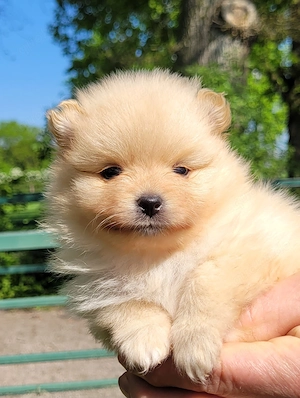 Zwergspitzwelpen  Pomeranianwelpen von der Soerheide 