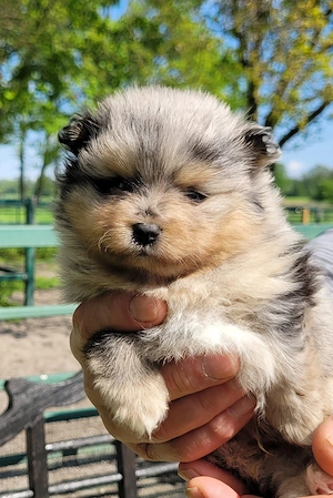 Zwergspitzwelpen  Pomeranianwelpen von der Soerheide  Bild 2
