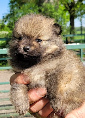 Zwergspitzwelpen  Pomeranianwelpen von der Soerheide  Bild 4