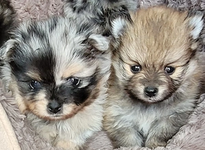 Zwergspitzwelpen  Pomeranianwelpen von der Soerheide  Bild 8