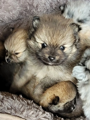 Zwergspitzwelpen  Pomeranianwelpen von der Soerheide  Bild 10