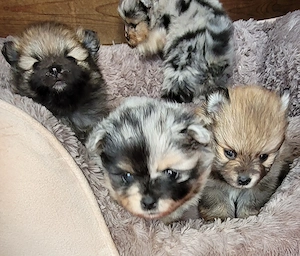 Zwergspitzwelpen  Pomeranianwelpen von der Soerheide  Bild 7