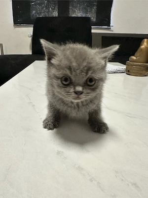   Reinrassige Britisch Kurzhaar Kitten, Ab heute abholbar! 